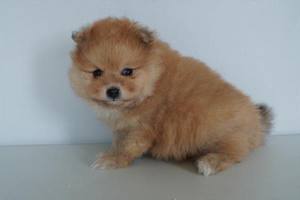 [#261665-01]  - Red Sable M Pomeranian Puppies for Sale