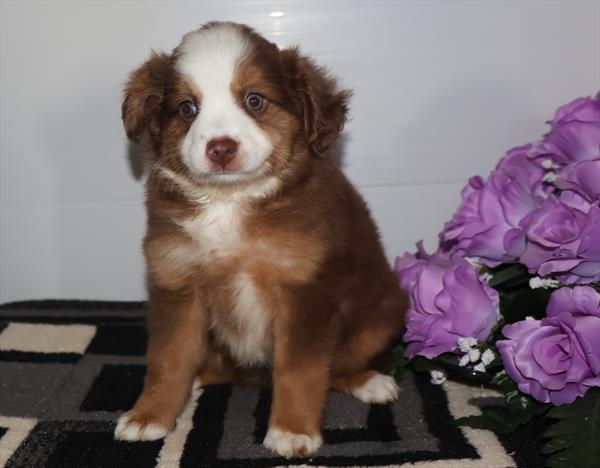 [#261692-09]  - Chocolate F Miniature Australian Shepherd Puppies for Sale