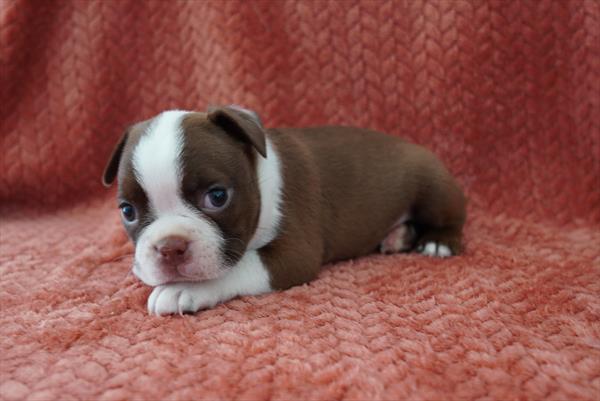[#261810-04]  - Red / White F Boston Terrier Puppies for Sale