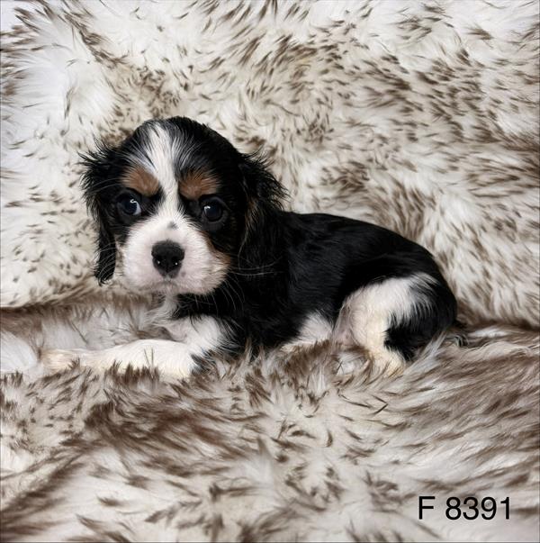 [#2622-02]  - Tri-Colored F Cavalier King Charles Spaniel Puppies for Sale