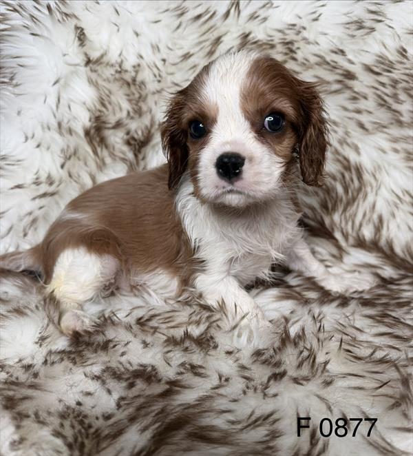 [#2622-03]  - Blenheim F Cavalier King Charles Spaniel Puppies for Sale