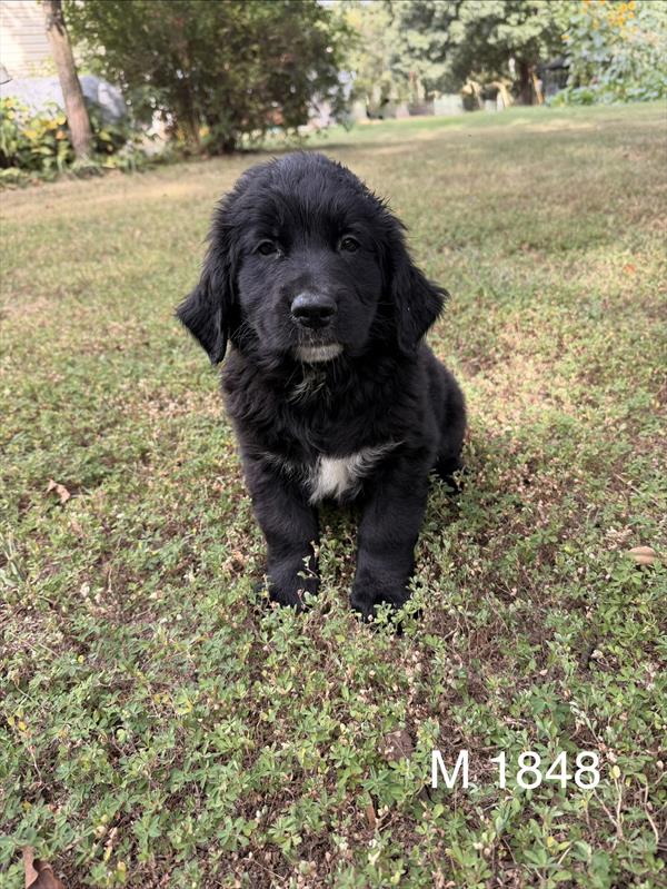 [#2627-03]  - Black / White M Bernese Mountain Dog/Golden Retriev Puppies for Sale