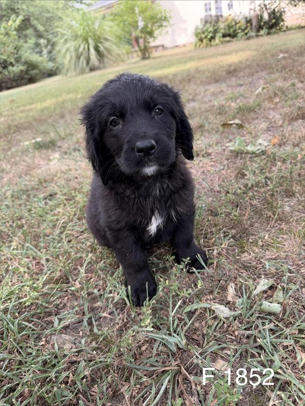 [#2627-05]  - Black / White F Bernese Mountain Dog/Golden Retriev Puppies for Sale