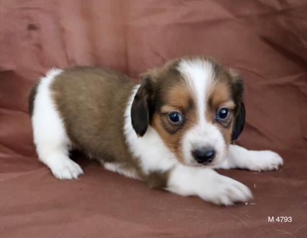 [#2630-02]  - Sable / White M Dachshund Puppies for Sale