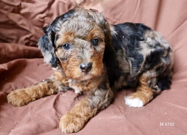 [#2629-03]  - Blue Merle M Cavapoo F1B Puppies for Sale
