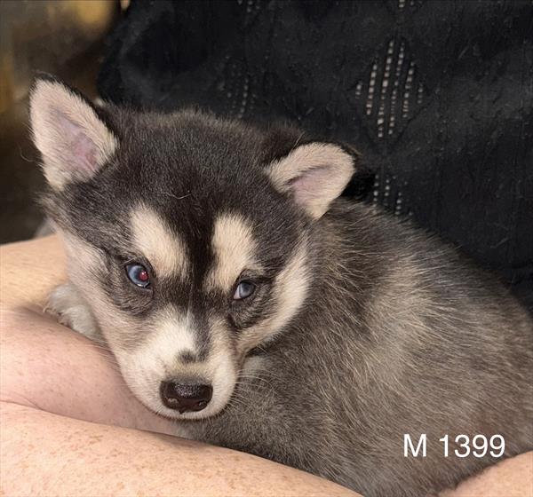 [#2631-01]  - Black / White M Alaskan Klee Kai Puppies for Sale
