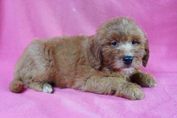[#261739-01]  - Red M Goldendoodle Mini Puppies for Sale