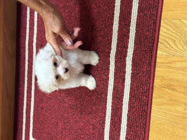 [#2633-01]  - White M Maltese Puppies for Sale