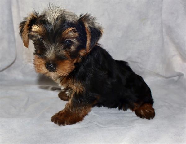 [#2634-02]  - Black / Tan M Yorkshire Terrier Puppies for Sale