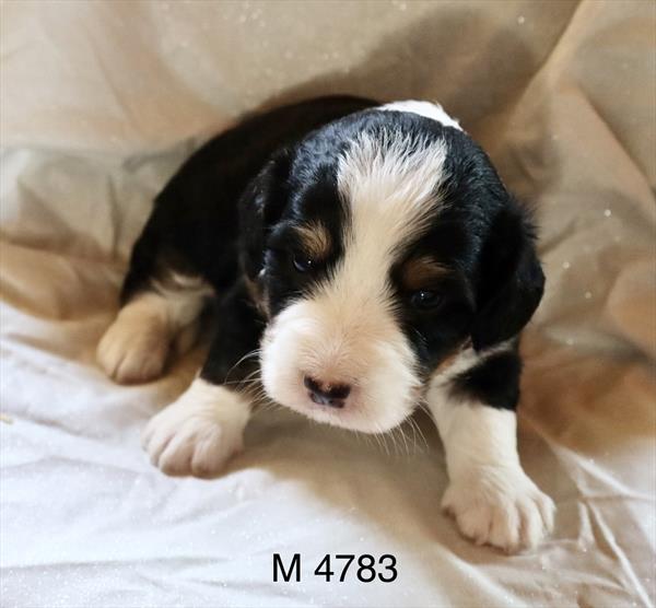 [#2635-01]  - Tri-Colored M Bernedoodle Mini Puppies for Sale