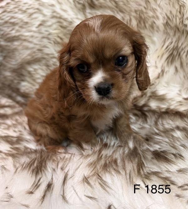 [#2638-01]  - Ruby F Cavalier King Charles Spaniel Puppies for Sale