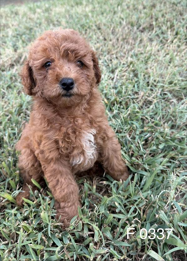 [#2640-02]  - Red F Goldendoodle Mini F1b Puppies for Sale