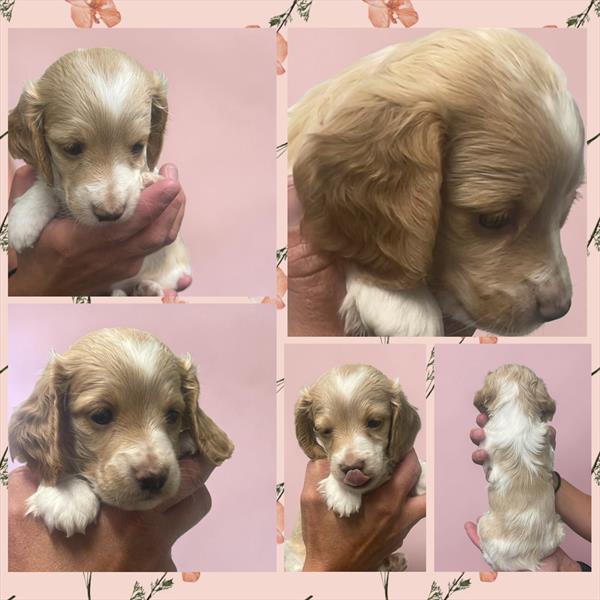[#2641-01]  - Cream F Dachshund Puppies for Sale