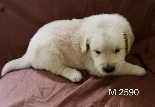 [#2637-04]  - Light Golden M Golden Retriever Puppies for Sale