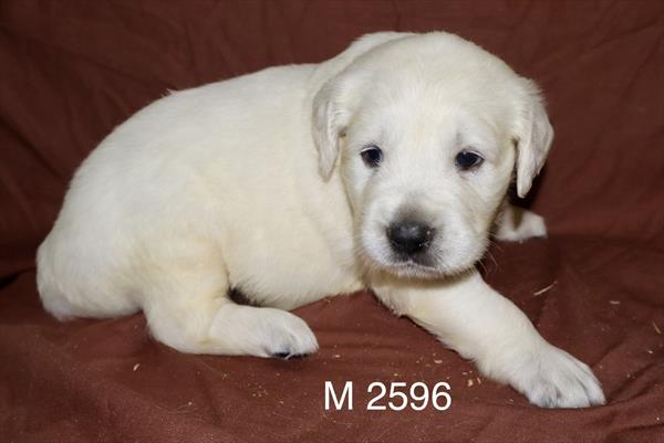 [#2643-02]  - Light Golden M Golden Retriever Puppies for Sale