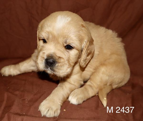 [#2645-02]  - Dark Golden M Cavalier King Charles Spaniel/Golden Retriever Puppies for Sale