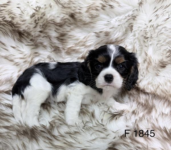 [#2642-02]  - Tri-Colored F Cavalier King Charles Spaniel Puppies for Sale