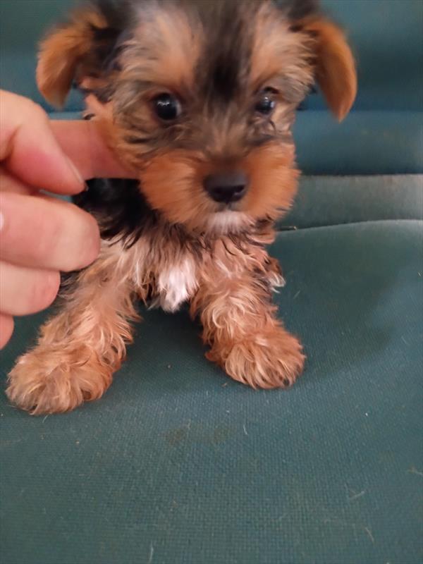[#2647-02]  - Black / Tan F Yorkshire Terrier Puppies for Sale