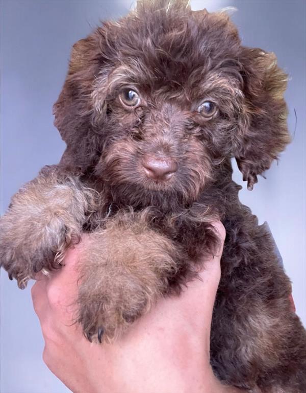 [#2649-01]  - F Poodle/Cocker Spaniel Puppies for Sale