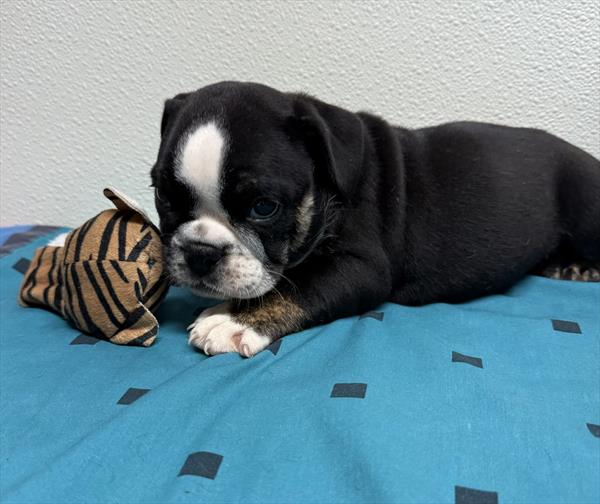 [#2650-01]  - Black / White F English Bulldog  Puppies for Sale