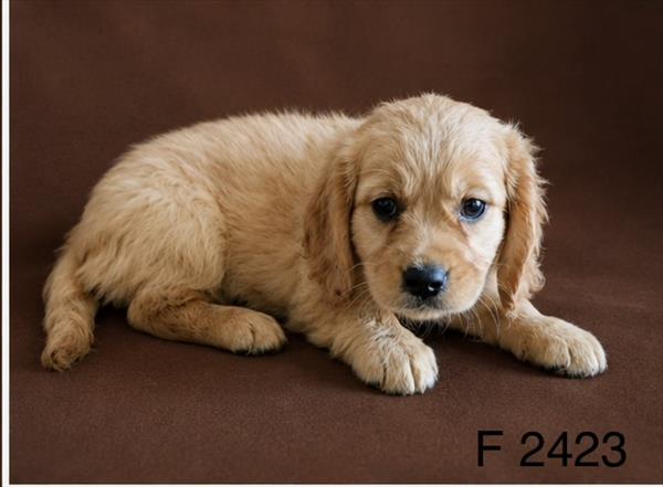 [#2645-04]  - Dark Golden F Cavalier King Charles Spaniel/Golden Retriever Puppies for Sale