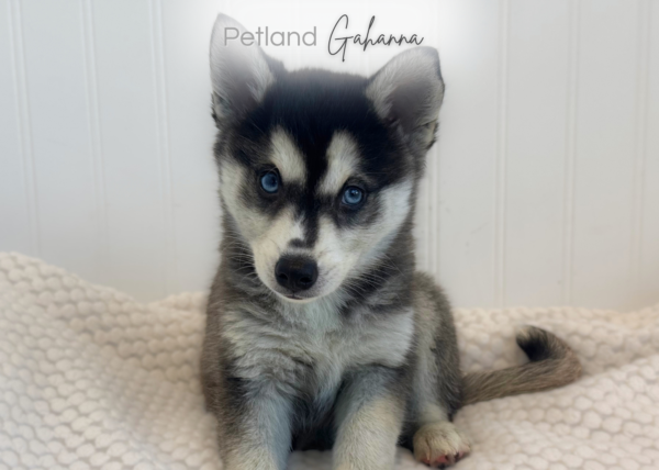 [#2631-01]  - Black / White M Alaskan Klee Kai Puppies for Sale