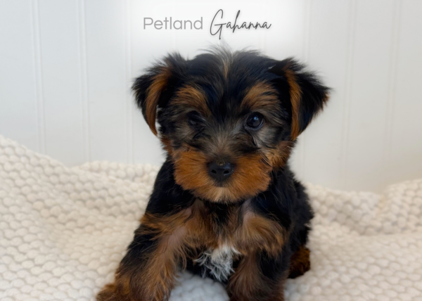 [#2634-02]  - Black / Tan M Yorkshire Terrier Puppies for Sale