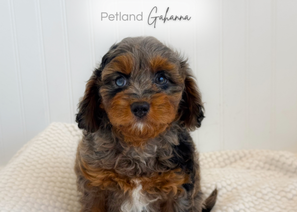 [#2629-03]  - Blue Merle M Cavapoo F1B Puppies for Sale