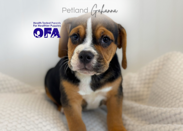 [#261576-04]  - Black F Beabull 2nd Gen Puppies for Sale