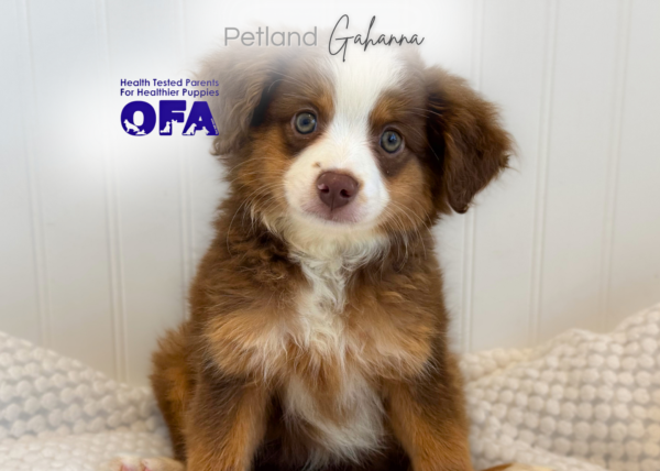 [#261692-09]  - Chocolate F Miniature Australian Shepherd Puppies for Sale