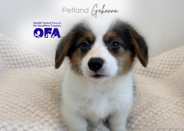 [#261800-04]  - Blue White / Tan F Pembroke Welsh Corgi Puppies for Sale
