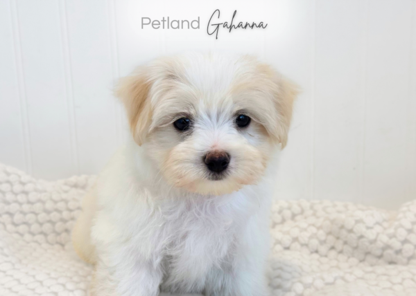 [#2633-01]  - White M Maltese Puppies for Sale