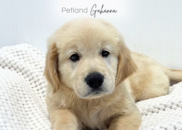 [#2637-04]  - Light Golden M Golden Retriever Puppies for Sale