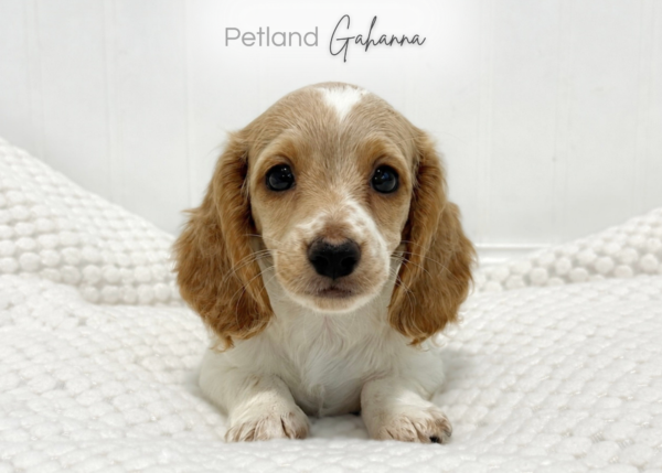 [#2641-01]  - Cream F Dachshund Puppies for Sale
