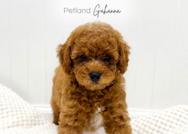 [#2640-02]  - Red F Goldendoodle Mini F1b Puppies for Sale