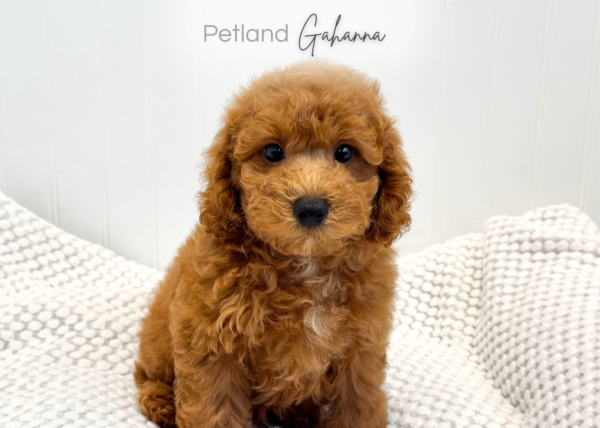 [#261921-02]  - Red M Poodle Puppies for Sale