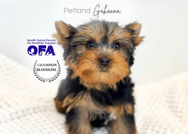 [#261679-01]  - Black / Tan M Yorkshire Terrier Puppies for Sale