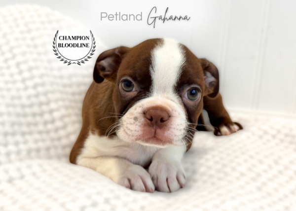 [#261810-04]  - Red / White F Boston Terrier Puppies for Sale