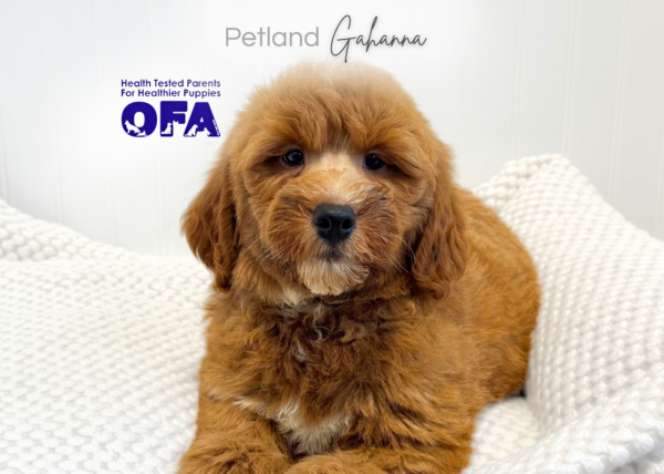 [#261739-01]  - Red M Goldendoodle Mini Puppies for Sale