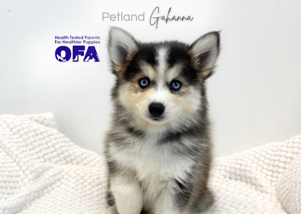 [#261838-01]  - Gray / White M Pomsky Puppies for Sale