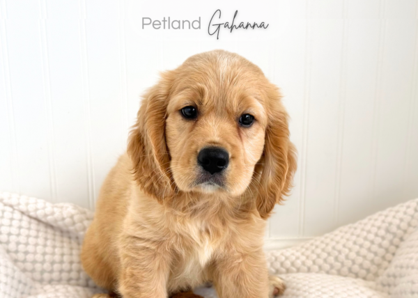 [#2645-02]  - Dark Golden M Cavalier King Charles Spaniel/Golden Retriever Puppies for Sale
