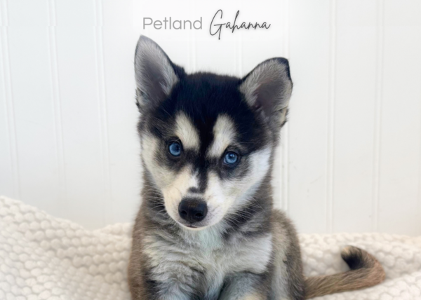 [#2631-01]  - Black / White M Alaskan Klee Kai Puppies for Sale