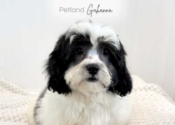 [#261714-04] Gemma - White & Black F Teddy Bear Puppies for Sale