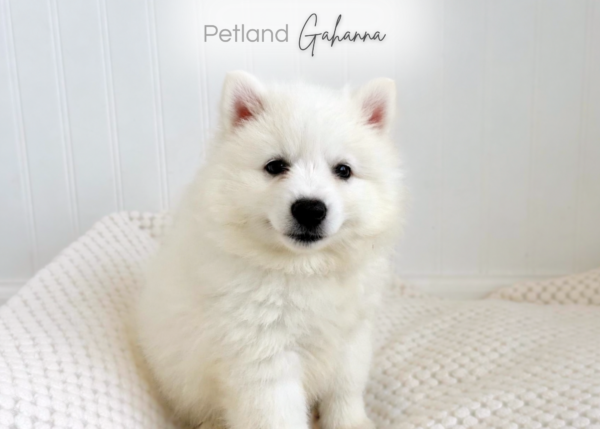 [#261919-01] Tucker - White M American Eskimo Puppies for Sale