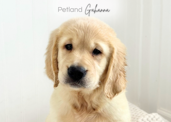 [#261911-07] Chase - Light Golden M Golden Retriever Puppies for Sale