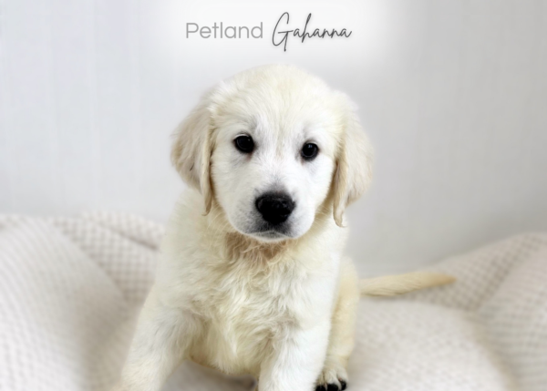 [#2643-02]  - Light Golden M Golden Retriever Puppies for Sale