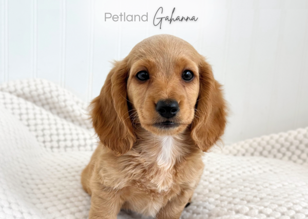 [#2641-02]  - Red / Cream M Dachshund Puppies for Sale