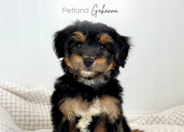 [#9002172001585235]  - Black & Gold Male Yorkie Poo Dog
