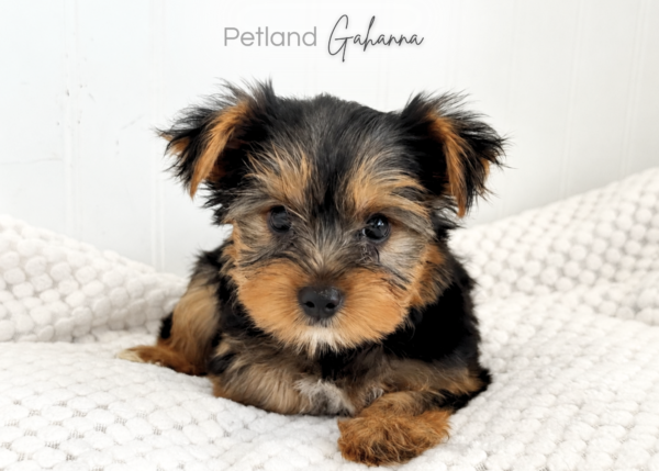 [#2647-02]  - Black / Tan F Yorkshire Terrier Puppies for Sale
