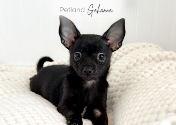 [#900217001585520]  - Black Female Chihuahua Dog